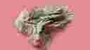 Corals